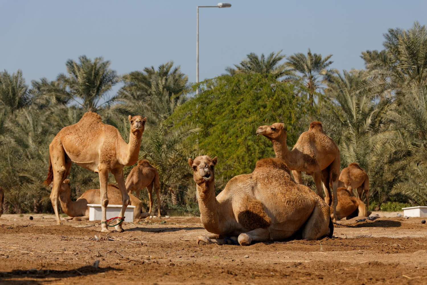 Welcome to Breathway: Your Gateway to Dubai Safari Park Adventure!